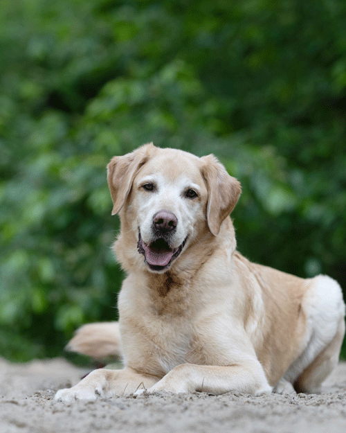 HundeschuleHuntepfoten_Oldenburg_BadZwischenahn_Hunde_Gruppentraining_Hundetraining