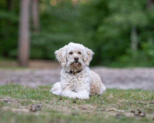 HundeschuleHuntepfoten_Oldenburg_Badzwischenahn_DogWalking_DogSitting_Hundebetreuung