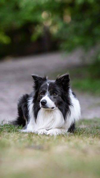 HundeschuleOldenburg_HundeschuleBadZwischenahn_Hundetraining_Einzeltraining